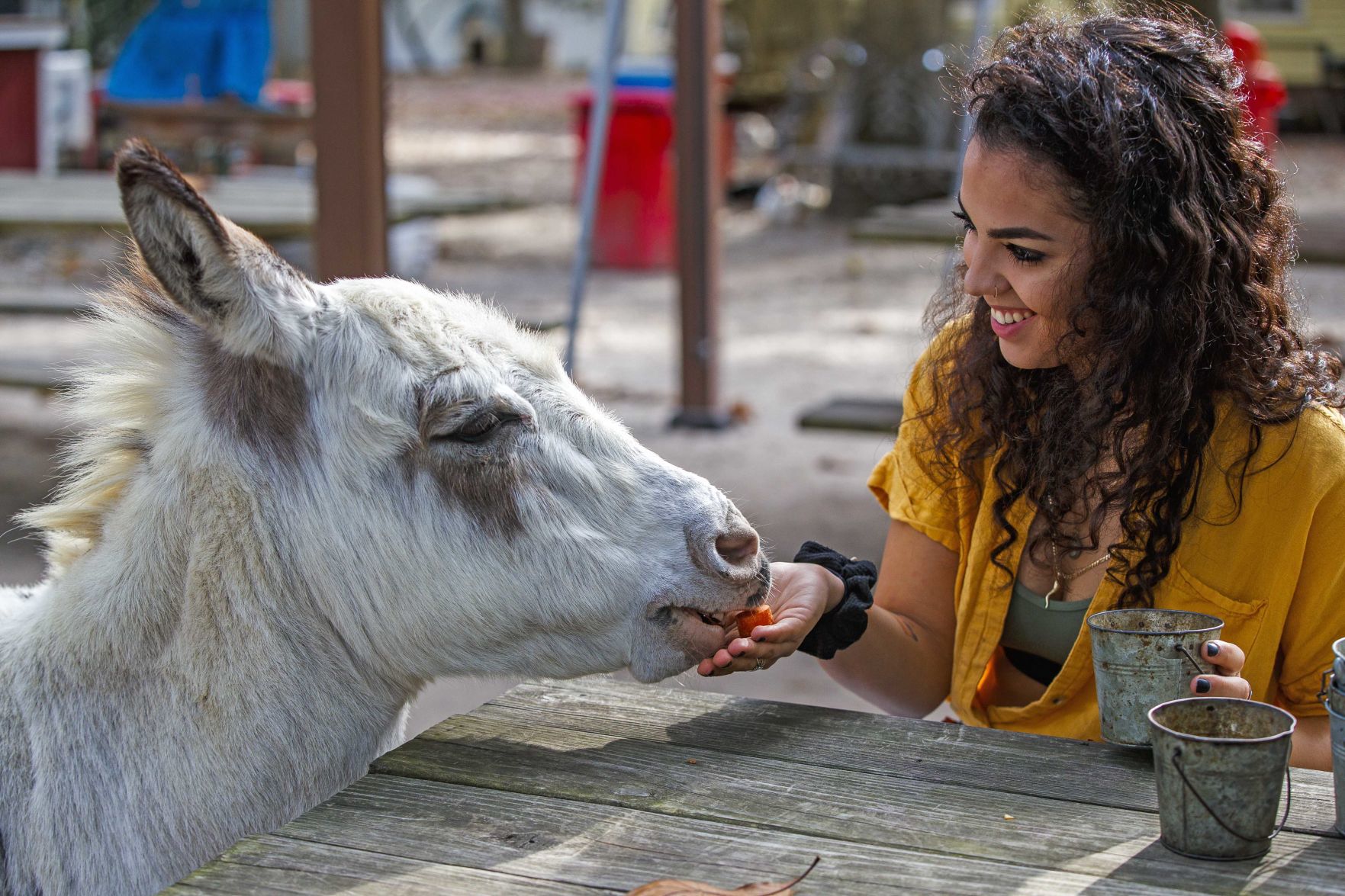 Funny Farm Rescue & Sanctuary